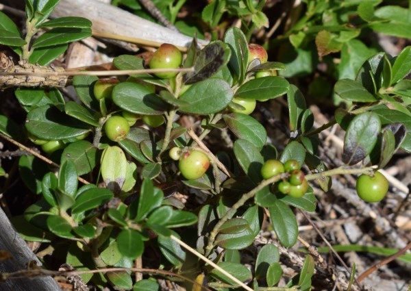 Palline verdi - Vaccinium vitis-idaea